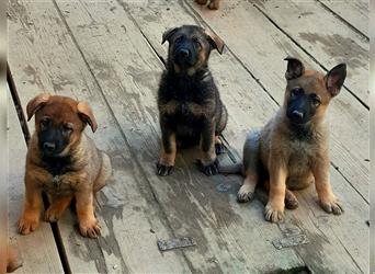 Zwei underschöne, lebensfrohe Schäferhundwelpen  Hündinnen mit geradem Rücken suchen ein zu Hause !