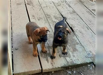 Zwei underschöne, lebensfrohe Schäferhundwelpen  Hündinnen mit geradem Rücken suchen ein zu Hause !