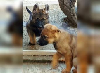 Zwei underschöne, lebensfrohe Schäferhundwelpen  Hündinnen mit geradem Rücken suchen ein zu Hause !