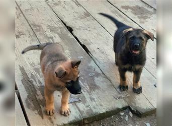 Zwei underschöne, lebensfrohe Schäferhundwelpen  Hündinnen mit geradem Rücken suchen ein zu Hause !