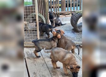 Zwei underschöne, lebensfrohe Schäferhundwelpen  Hündinnen mit geradem Rücken suchen ein zu Hause !