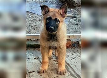 Zwei underschöne, lebensfrohe Schäferhundwelpen  Hündinnen mit geradem Rücken suchen ein zu Hause !