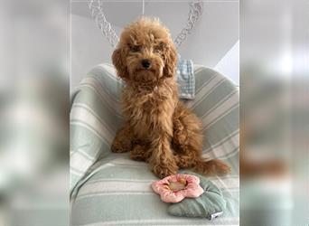 Wunderschöne Mini/Medium Goldendoodle Hündin 4 Monate alt in Apricot/Rot zu verkaufen