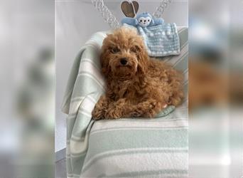 Wunderschöne Mini/Medium Goldendoodle Hündin 4 Monate alt in Apricot/Rot zu verkaufen