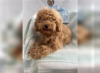 Wunderschöne Mini/Medium Goldendoodle Hündin 4 Monate alt in Apricot/Rot zu verkaufen