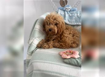 Wunderschöne Mini/Medium Goldendoodle Hündin 4 Monate alt in Apricot/Rot zu verkaufen