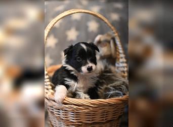 Australian Shepherd Welpen