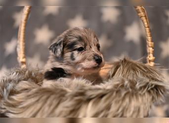 Australian Shepherd Welpen