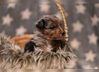 Australian Shepherd Welpen