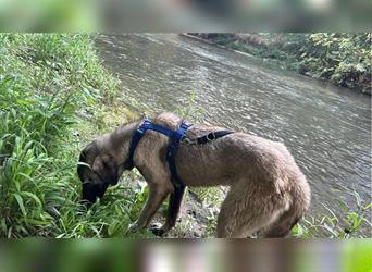 „Aaron“, absolut menschenbezogen, lieb, ca. 2022 geboren, sucht ein Zuhause mit Rasseerfahrung