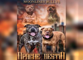 American XL Bully Welpen TOP VERPAARUNG ABKC Papiere