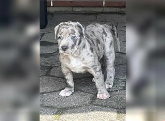 American XL Bully Welpen TOP VERPAARUNG ABKC Papiere