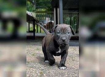 American XL Bully Welpen TOP VERPAARUNG ABKC Papiere