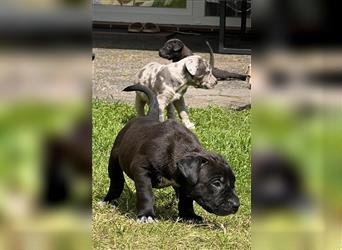 American XL Bully Welpen TOP VERPAARUNG ABKC Papiere