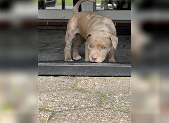 American XL Bully Welpen TOP VERPAARUNG ABKC Papiere