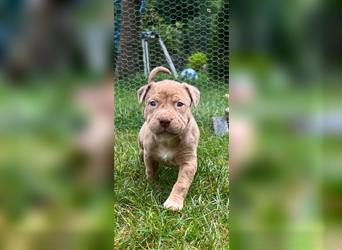 American XL Bully Welpen TOP VERPAARUNG ABKC Papiere