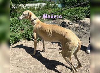 Muñeca 01/2019 (ESP) - verschmuste, liebevolle und soziale Galga mit kleiner Besonderheit!