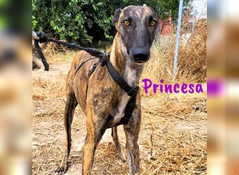 Princesa 03/2021 (ESP) - traumhafte, aufgeschlossene und sympathische Galga!