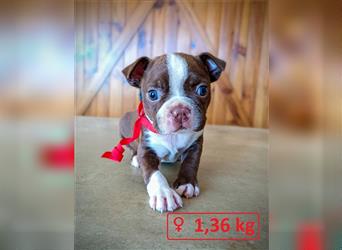 Boston Terrier Welpen