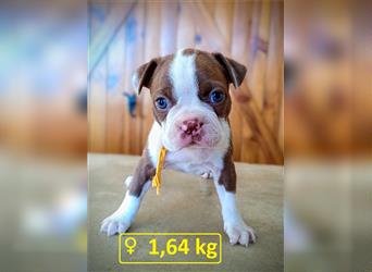 Boston Terrier Welpen