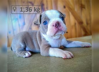 Boston Terrier Welpen