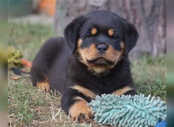 Rottweiler Welpen mit ADRK Papieren