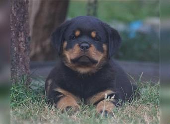 Rottweiler Welpen mit ADRK Papieren