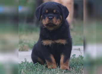 Rottweiler Welpen mit ADRK Papieren