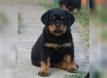 Rottweiler Welpen mit ADRK Papieren