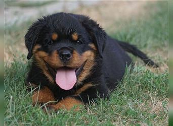 Rottweiler Welpen mit ADRK Papieren