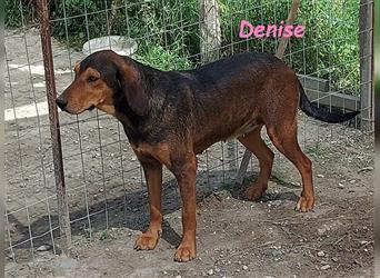 Denise 06/2022 (GRC Pflegestelle) - ruhige und zarte Griechische Jagdhhund Mix Dame!