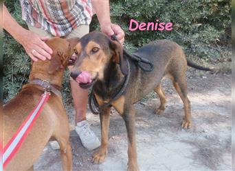 Denise 06/2022 (GRC Pflegestelle) - ruhige und zarte Griechische Jagdhhund Mix Dame!