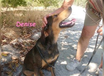 Denise 06/2022 (GRC Pflegestelle) - ruhige und zarte Griechische Jagdhhund Mix Dame!