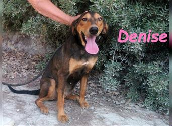 Denise 06/2022 (GRC Pflegestelle) - ruhige und zarte Griechische Jagdhhund Mix Dame!