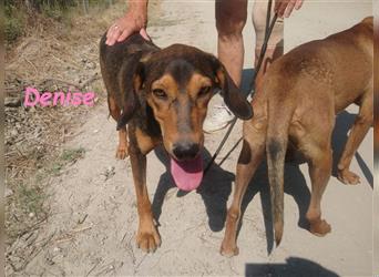 Denise 06/2022 (GRC Pflegestelle) - ruhige und zarte Griechische Jagdhhund Mix Dame!