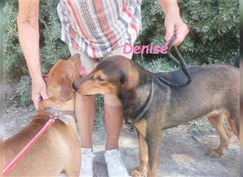 Denise 06/2022 (GRC Pflegestelle) - ruhige und zarte Griechische Jagdhhund Mix Dame!