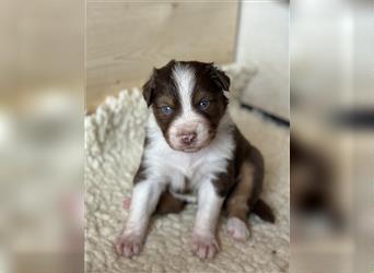 Reinrassige Australian Shepherd Welpen 27.07.2024