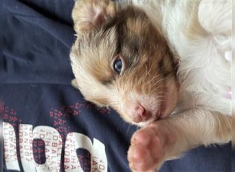 Reinrassige Australian Shepherd Welpen 27.07.2024