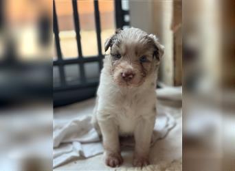 Reinrassige Australian Shepherd Welpen 27.07.2024