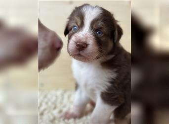 Reinrassige Australian Shepherd Welpen 27.07.2024