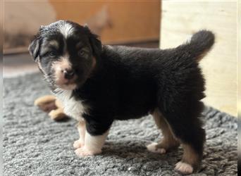 Reinrassige Australian Shepherd Welpen 27.07.2024