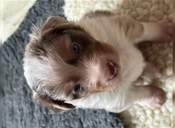 Reinrassige Australian Shepherd Welpen 27.07.2024