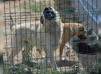 Lieber Kangal-Junghund „Zoran“, ca. 2023 geboren, sucht Freunde und Kenner dieser Rasse