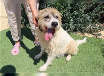 Goa, Mix Tibet Terrier / Wasserhund, lieb und verträglich