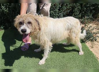 Goa, Mix Tibet Terrier / Wasserhund, lieb und verträglich