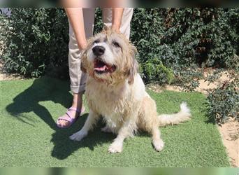 Goa, Mix Tibet Terrier / Wasserhund, lieb und verträglich