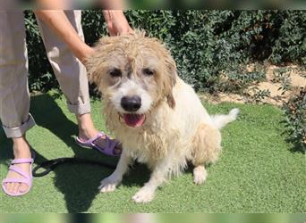 Goa, Mix Tibet Terrier / Wasserhund, lieb und verträglich