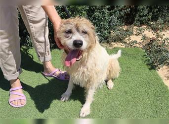 Goa, Mix Tibet Terrier / Wasserhund, lieb und verträglich