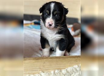 Australian Shepherd Hündin