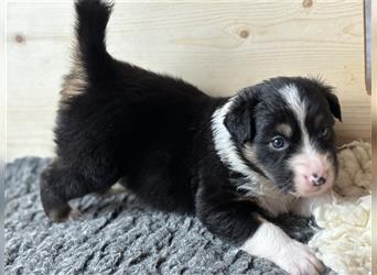 Australian Shepherd Hündin